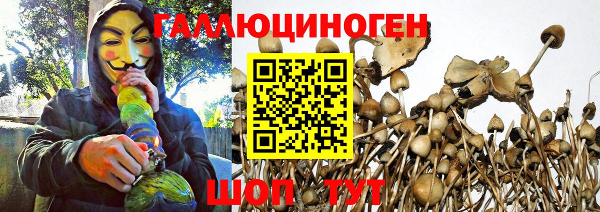Галлюциногенные грибы Psilocybe  Вход с VPN  Большой Камень 